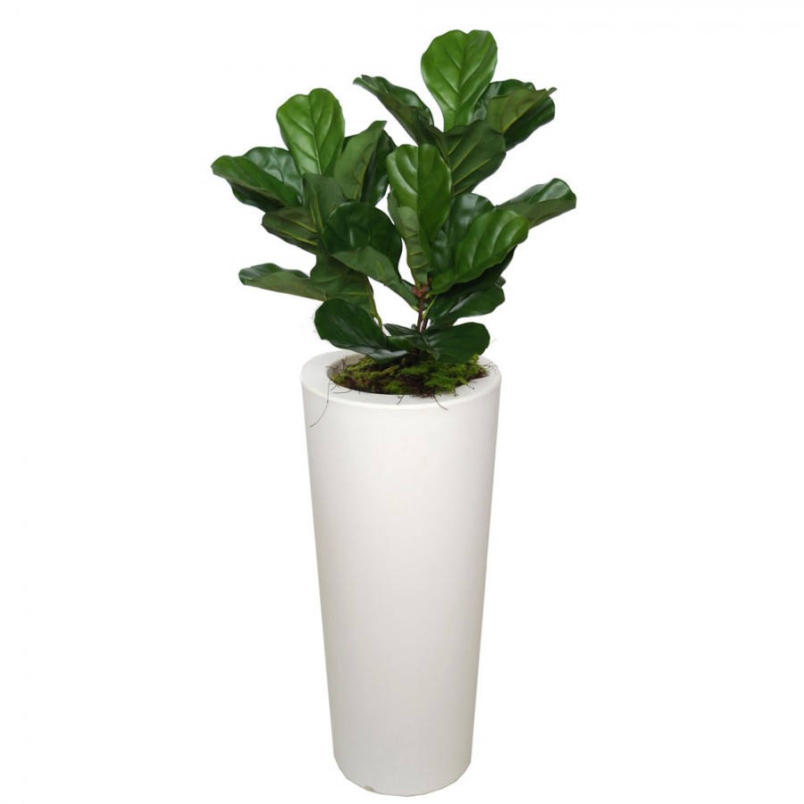 Planta semi-artificiala Ila, Ficus Lyrata Bush Small Green - 120 cm